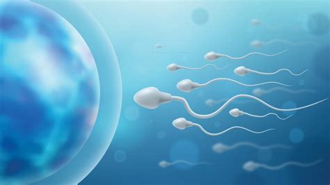 can you get pregnant from dead sperm after vasectomy|ivf after vasectomy success rates.